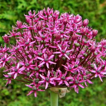 Allium Miami - Ajo decorativo
