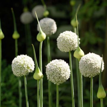 Allium ampeloprasum White Cloud - Ajo decorativo