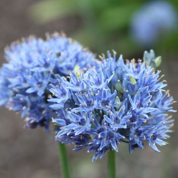 Allium caeruleum - Ajo decorativo azul