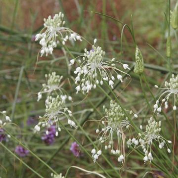 Allium carinatum subsp. pulchellum Album - Ajo decorativo