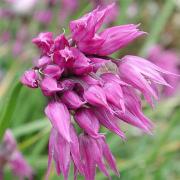 Allium cyathophorum var farreri - Ajo decorativo
