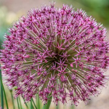 Allium karataviense Red Giant - Ajo decorativo
