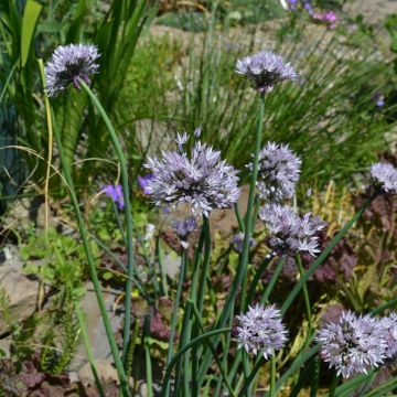 Allium ledebourianum - Cebolla de Altaï