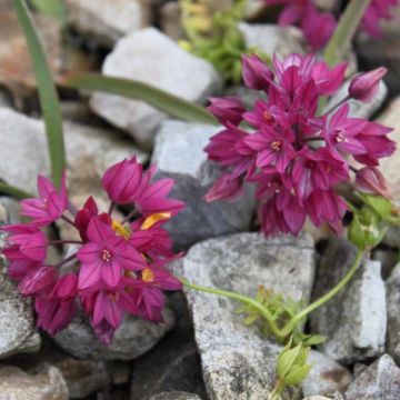 Allium oreophilum - Ajo decorativo