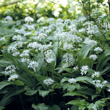 Ajo de oso (maceta) - Allium ursinum