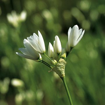 Allium zebdanense - Ajo decorativo