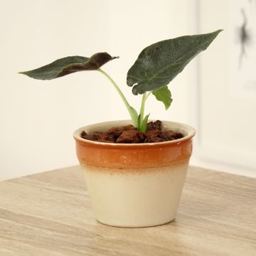 Alocasia Antoro Velvet - Oreja de elefantephante