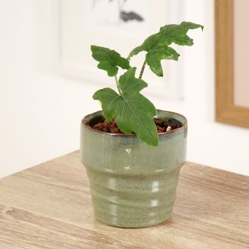 Alocasia brancifolia - Oreja de elefantephante