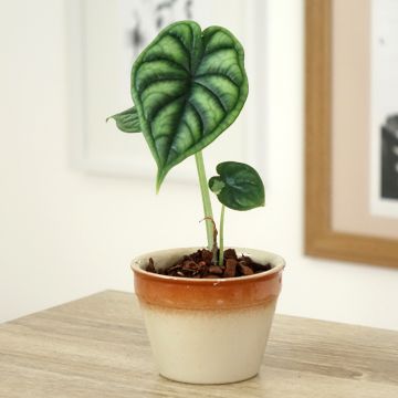 Alocasia Dragon Scale - Oreja de elefante