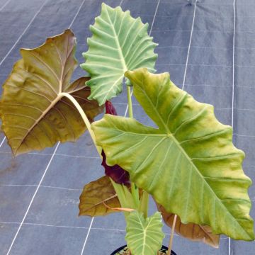 Alocasia Mayan mask - Oreja de elefante