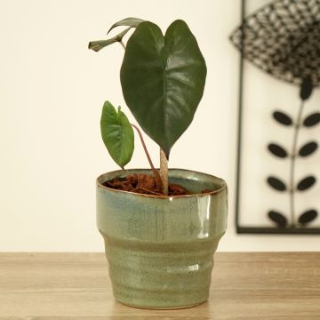 Alocasia Yucatan Princess - Oreja de elefantephante