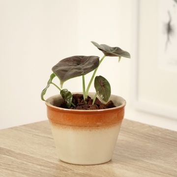 Alocasia azlanii - Oreja de elefantephante