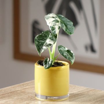 Alocasia Frydek Variegata - Oreja de elefante