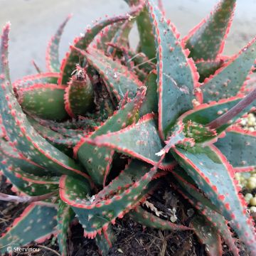Aloe Christmas Carol - Aloe