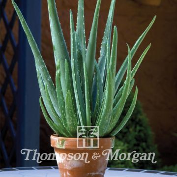 Aloe vera (semillas)