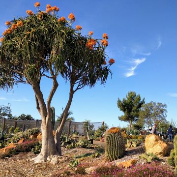 Aloe barberae - Árbol de Aloe