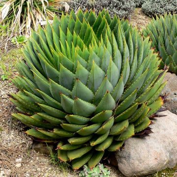 Aloe polyphylla - Aloe espiral