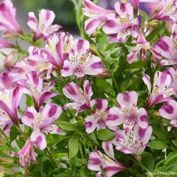 Alstroemeria Duchesses d'Anjou Valentine