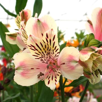 Alstroemeria Majestic Breze