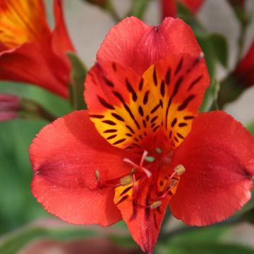 Alstroemeria Majestic Longué