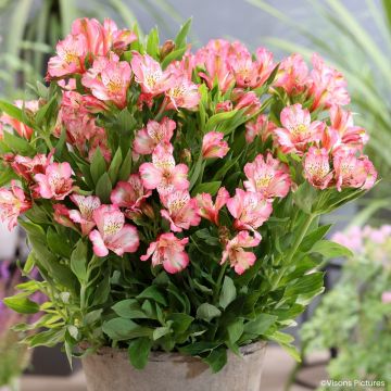 Alstroemeria Pitchounes Charlotte