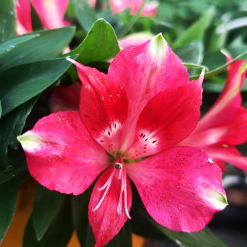 Alstroemeria Pitchounes Lily Rose