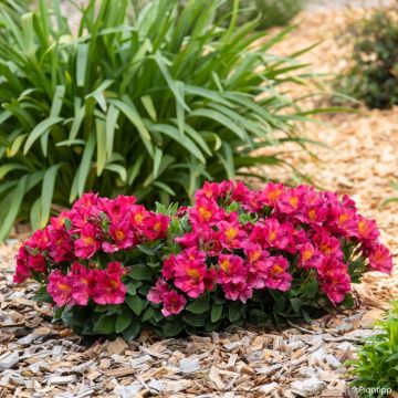 Alstroemeria Incalys Cherry