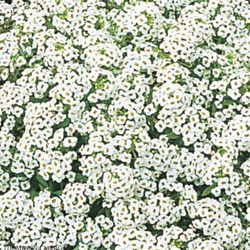Aliso marítimo Snow Crystals (semillas) - Lobularia maritima