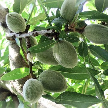 Almendro Ferraduel