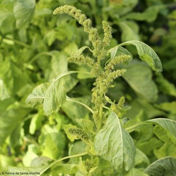 Amaranto White Leaf - Amaranthus tricolor