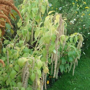 Amaranthus Verte