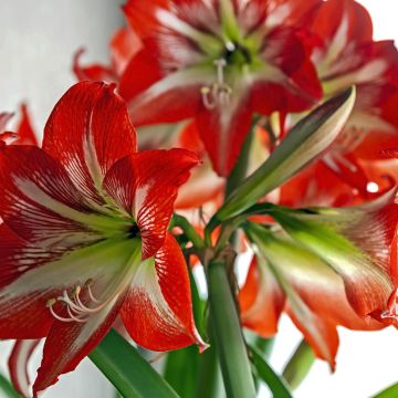 Amaryllis Baby Star - Hippeastrum Amaryllis Baby Star - Hippeastrum