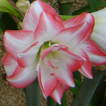 Amaryllis Blossom Peacock - Hippeastrum Amaryllis Blossom Peacock - Hippeastrum