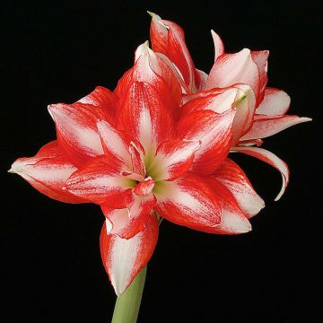 Amaryllis Exotic Peacock - Hippeastrum Amaryllis Exotic Peacock - Hippeastrum