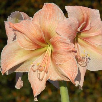 Amaryllis Exotica - Hippeastrum Amaryllis Exotica - Hippeastrum