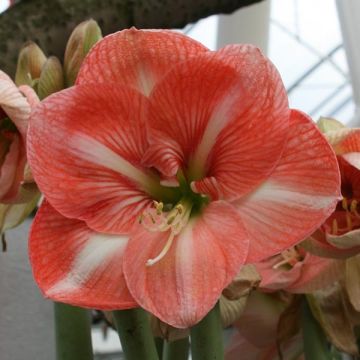 Amaryllis Faro - Hippeastrum Amaryllis Faro - Hippeastrum