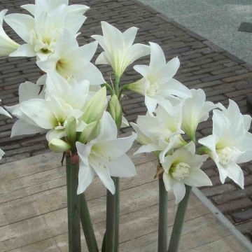 Amaryllis Jewel - Hippeastrum Amaryllis Jewel - Hippeastrum
