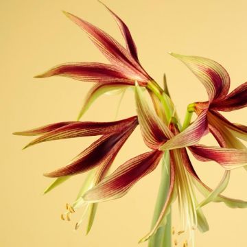 Amaryllis Lima - Hippeastrum Amaryllis Lima - Hippeastrum