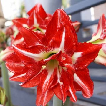 Amaryllis Pasadena - Hippeastrum Amaryllis Pasadena - Hippeastrum