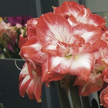 Amaryllis Double Promise - Hippeastrum Amaryllis Double Promise - Hippeastrum