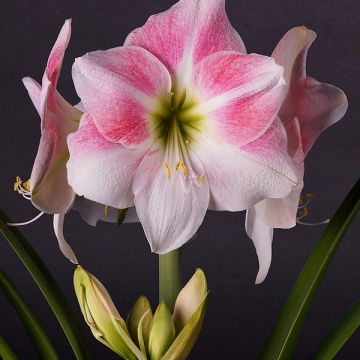 Amaryllis Rosy Star - Hippeastrum Amaryllis Rosy Star - Hippeastrum