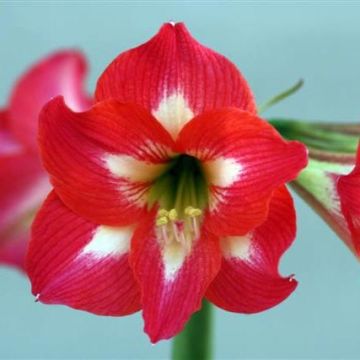 Amaryllis Sleeping Beauty - Hippeastrum Amaryllis Sleeping Beauty - Hippeastrum