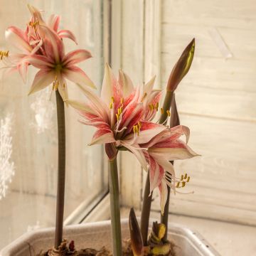 Amaryllis Sweet Lilian - Hippeastrum Amaryllis Sweet Lilian - Hippeastrum