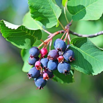 Guillomo de Saskatchewan Greatberry Garden - Amelanchier alnifolia