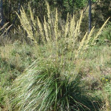 Ampelodesmos mauritanicus - Carrizo