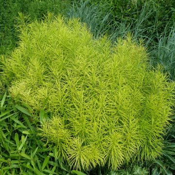 Amsonia hubrichtii - Estrella azul de Threadleaf
