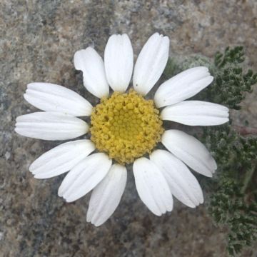 Anacyclus pyrethrum var. depressus - Manzanilla de montaña