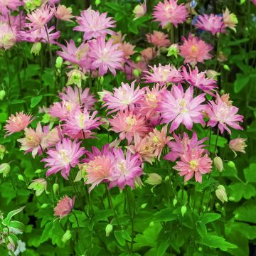Aquilegia Clementine Salmon Rose