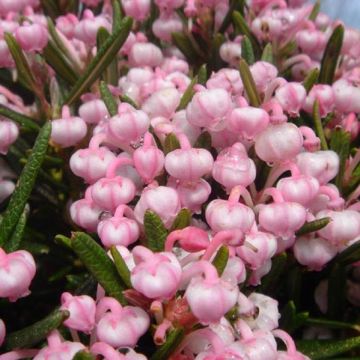Andromeda polifolia Compacta - Romero de pantano