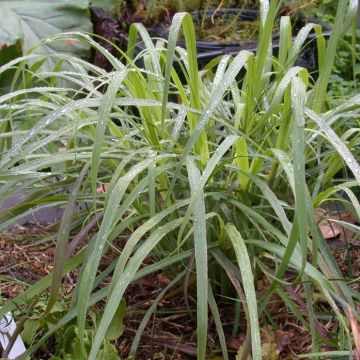 Limonaria - Cymbopogon citratus